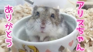 ジャンガリアンハムスター🐹アリスちゃんの最期の時。最期まで頑張ったアリスちゃんのカッコいい生き様を、、、