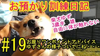 犬のしつけ、訓練　柴犬３歳半　雄　体を自由に触れない　＃19