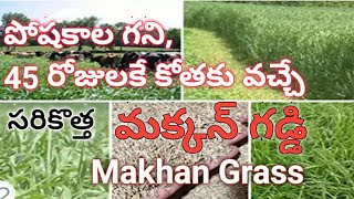 Makhan Grass | High Protein and  Fastest Growing Makhan Grass | అధిక  పోషకాలు గల మఖన్ గడ్డి