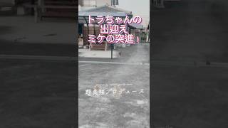 トラちゃんの出迎えミケの突進！　#shorts