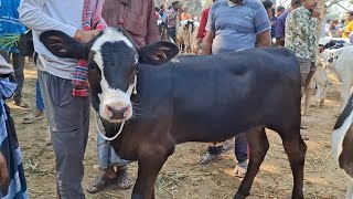 ফ্লোকভি ও ফ্রিজিয়ান জাতের বকনা দেখুন‌ || উত্তরবঙ্গের বিখ্যাত ধাপের হাট থেকে ||১৩ ফেব্রুয়ারি ২০২৫