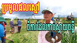 ចុះប្រមូលផលស្មៅ១ថ្ងៃ២០ទៅ៣០តោននៅចំការដែលកាប់ស្វាយចន្ទី