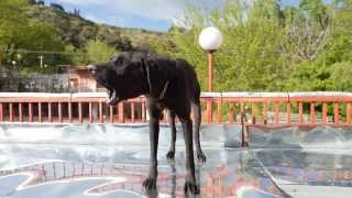 Dog Shelter completely destroyed - Georgia, Tbilisi