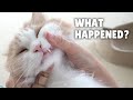 Why Do Cats End Up with Broken Fangs? | Kittisaurus Villains