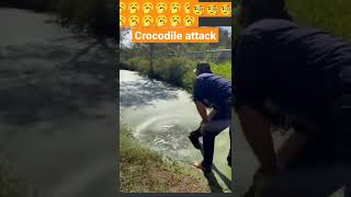 crocodile attack #crocodile #shorts #shortsfeed #shortsvideo #animals