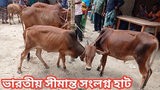 ১৪ সেপ্টেম্বর মঙ্গলবার || সীমান্ত সংলগ্ন কালিয়াগঞ্জ হাট থেকে ২৫-৩৫ হাজারের ষাঁড় গরুর দাম ||