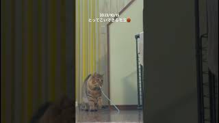 2023/10/15 とってこいできる毛玉🧶　fetch #cat #保護猫 #猫 #長毛猫