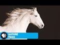 Official Preview | Equus “Story of the Horse” | NATURE | PBS