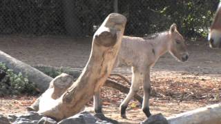 Denver Zoo Welcomes Przewalski’s Horse Foal