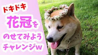 #17【遊び】シロツメクサの花冠を作ってあげた反応【柴犬】 Reaction that made the corolla of white clover