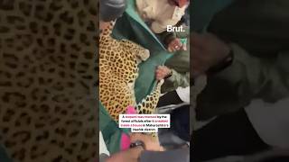 Residents in a home in Nashik had a horrifying experience when they found a leopard in bedroom. 🐆