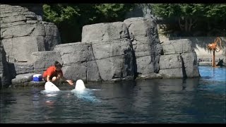 Kein Leid mehr für Wale und Delfine i im Delfinarium  Kanada