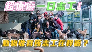 超級療癒活動❗️動物收容所一日志工在幹嘛❓ What do volunteers do at animal shelters?