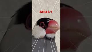 北斗文鳥〜お前はもう生きている #shorts #文鳥 #北斗の拳