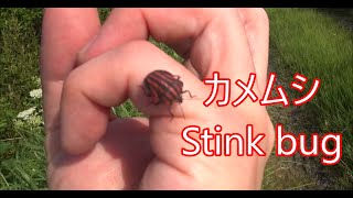 カメムシを素手で掴んで至近距離で嗅ぎまくる！Grab a stinkbug and smell it