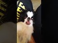 japanese chin loki being dramatic