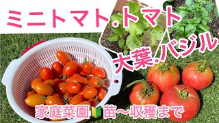 【大葉.バジル.ミニトマト.トマトを育てみた】苗から〜収穫まで〜家庭菜園始めました〜