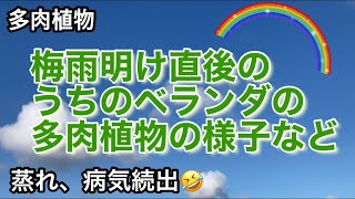 梅雨明け直後のベランダの様子　など　蒸れ、病気続出🤣[多肉植物]