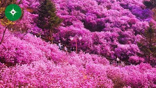 Korea Spring Walk | Majestic Azaleas in Bucheon | Travel Korea 4K