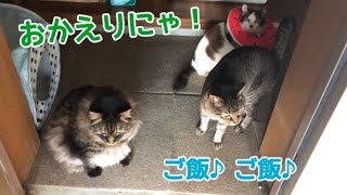 男3匹お出迎え☆飼い主はロイカナ求めて空振りな日。【尿道閉塞】治療経過観察