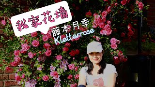 六月我家花墙藤本月季Kletterrose/日常养护心得/19.06.2022