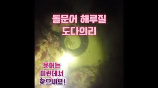 도다의리가 있는돌문어 해루질~!