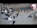 ustad akhtar k khalifa dawood k kale chandne kabutar ka shok delhi ki kabutarbazi racing pigeon