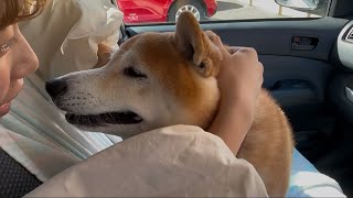 柴犬福 機嫌良い時に姉に絡まれてる時の柴犬🤣Sister and Shiba🤣