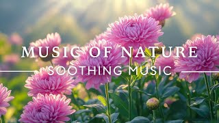 Soothing Music 🌸 Relaxing Music for Anxiety, Deep Sleep, Stress Relief, Inner Peace