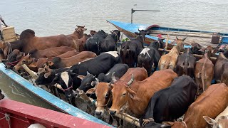 Cow unloading,cow videos,cow video,big cow,goru hamba cow,Gabtoli,Paragram[Ep -101](Cow in The World