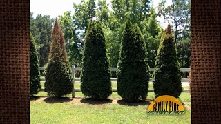 Q\u0026A – Why do I have dead spots on this row of evergreen trees?