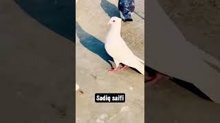 White gola kabutar whatsapp status✌🔥✌ |#shorts #youtubeshorts #sadiqsaifi