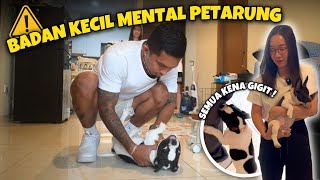 UMUR 3 BULAN MENTAL PETARUNG ‼️ SEMUA DIGIGitin