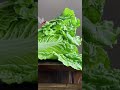 lettuce painting 3d🥬