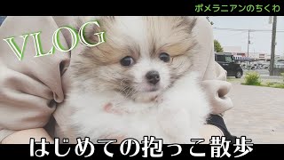 【子犬ポメラニアン】初めての抱っこ散歩に挑戦！！ちくわの反応は・・・？