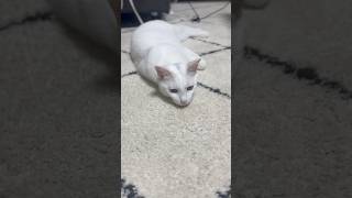 未確認生物 ツチノコ #cat #元野良猫 #ஷார்ட்ஸ்