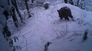 გარეული ღორები თოვლში | Borjomi-Kharagauli National Park