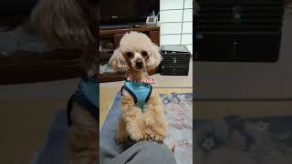 飼い主の膝の上に無理やり乗る犬　#shorts  #short　   #犬動画 #トイプードル 　　