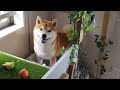 赤ちゃんのおもちゃをどうしても欲しくて話しかけてくる柴犬