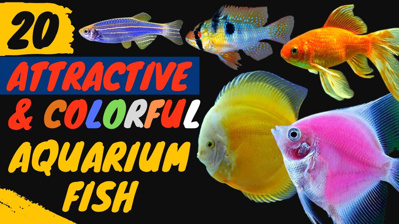 Top 20 Most Beautiful Aquarium Fishes: A Visual Feast For Fish Lovers ...