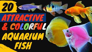 Top 20 Most Beautiful Aquarium Fishes: A Visual Feast for Fish Lovers