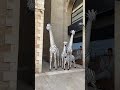 zebra and giraffe sculptures in the center of jerusalem israel 2023