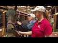 the 92 year old horse vet who loves his work maryland farm u0026 harvest