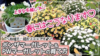 【植え付け～冬越しまで徹底解説!!】初心者さんにもおススメしたい♡マーガレットの育て方 【ボンザマーガレット＆PWのマーガレット】 【秋のガーデニング@半日陰園芸】