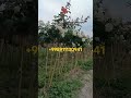 Гул Кочатлари бор 998911130941 fruit qashqirlarmakonipistirma garden