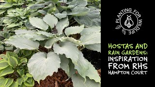 Hostas and rain gardens - inspiration from RHS Hampton Court