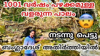 ബംഗ്ലാദേശ് അതിർത്തിയിൽ ആയിരക്കണക്കിന് വർഷം പഴക്കമുള്ള ജീവനുള്ള പാലത്തിൽ