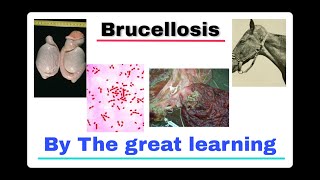 Pathology of brucellosis by great learning