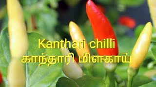 Kanthari Chilli # காந்தாரி மிளகாய்