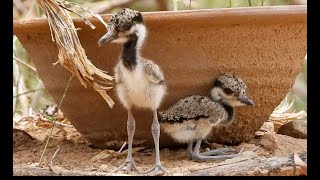 Red wattled Lapwing Chicks